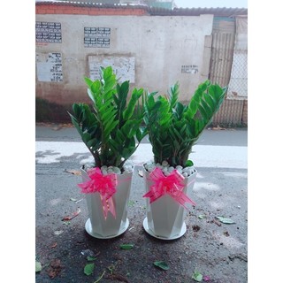Chậu cây kim phát tài 70-80cm