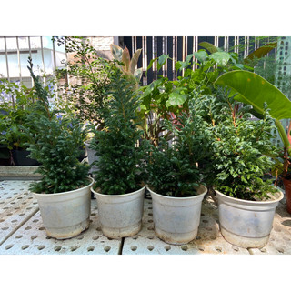 Cây tùng tuyết(bonsai)