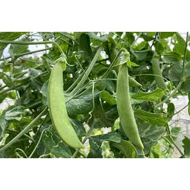 Hạt giống Đậu Hà Lan_Gói 5GR
