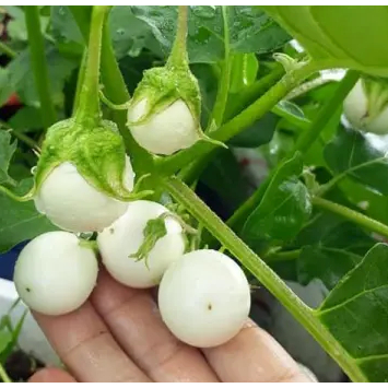 Gói 2gram hạt giống cà pháo trắng cao sản PD77 - tỷ lệ nảy mầm 80%