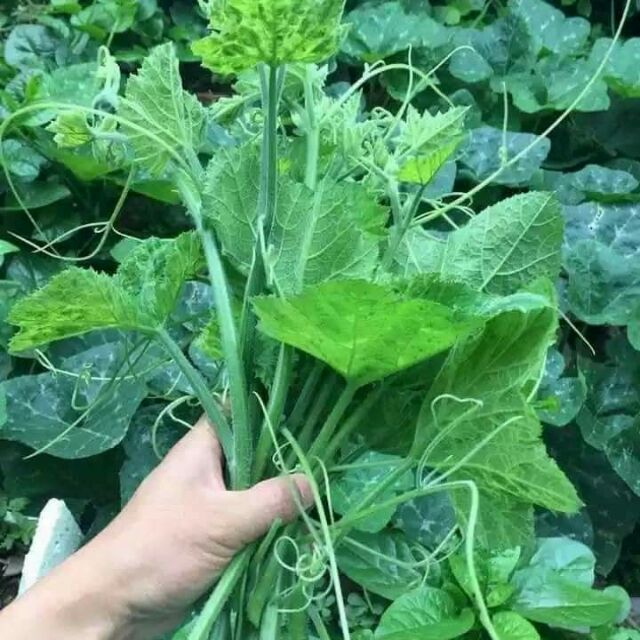 Gói 20 gram hạt giống bí siêu ngọn - tỷ lệ nảy mầm 85%