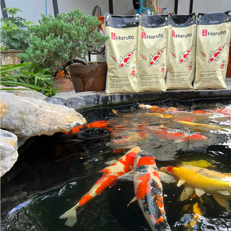 Cám cá Koi Haruto Nhật Bản Daily - Thức ăn dinh dưỡng hàng ngày cho cá Koi