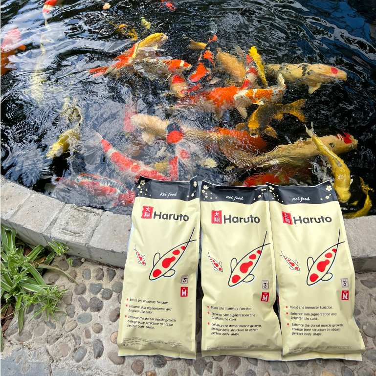 Cám cá Koi Haruto Nhật Bản Daily - Thức ăn dinh dưỡng hàng ngày cho cá Koi