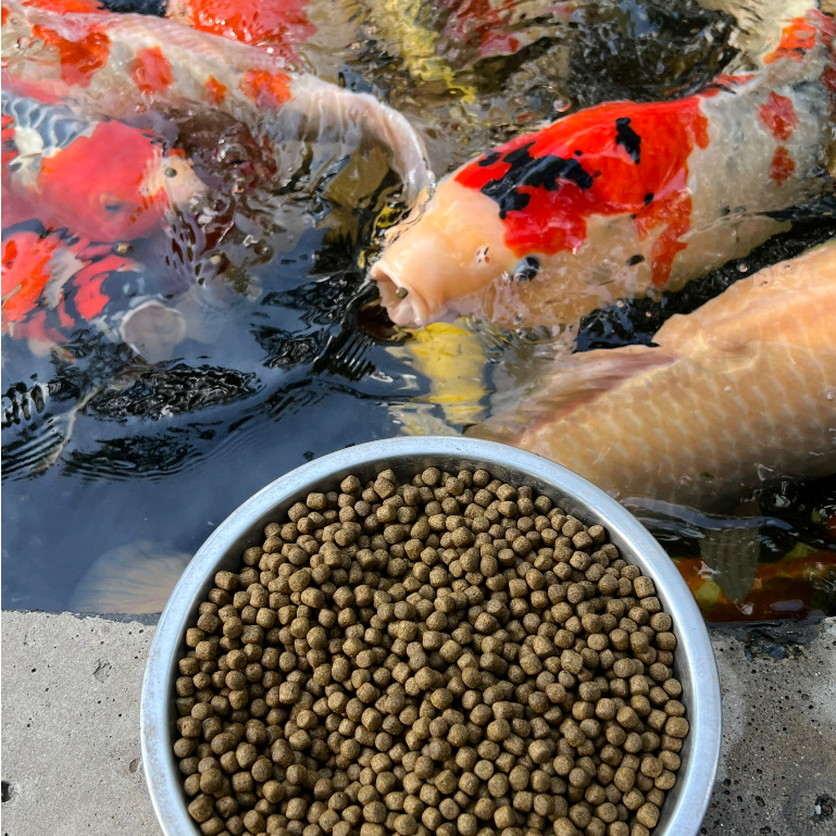 Cám cá Koi Haruto Nhật Bản Daily - Thức ăn dinh dưỡng hàng ngày cho cá Koi