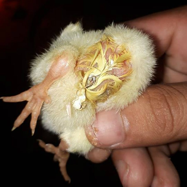 CHICKEN BABY, ÚM GÀ CON SỐ 1