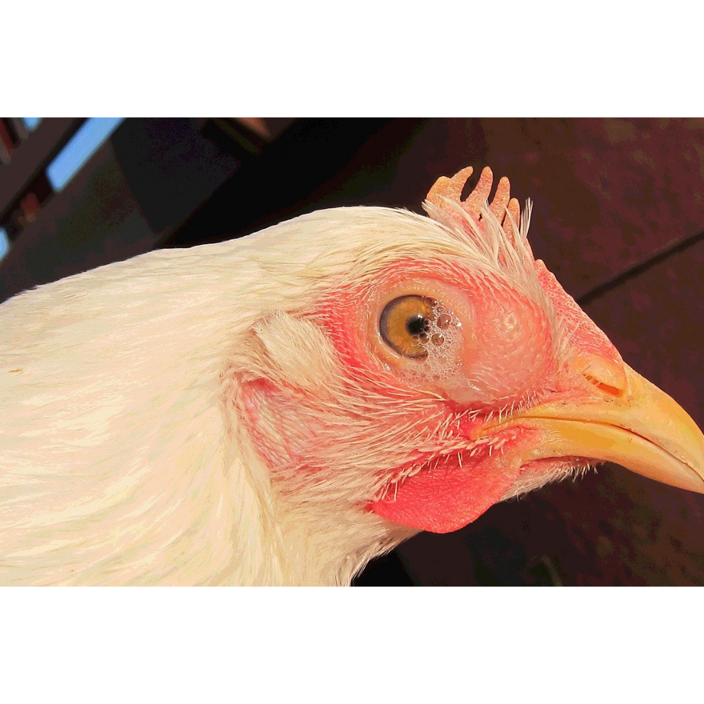 CHICKEN BABY, ÚM GÀ CON SỐ 1