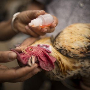 CHICKEN BABY, ÚM GÀ CON SỐ 1