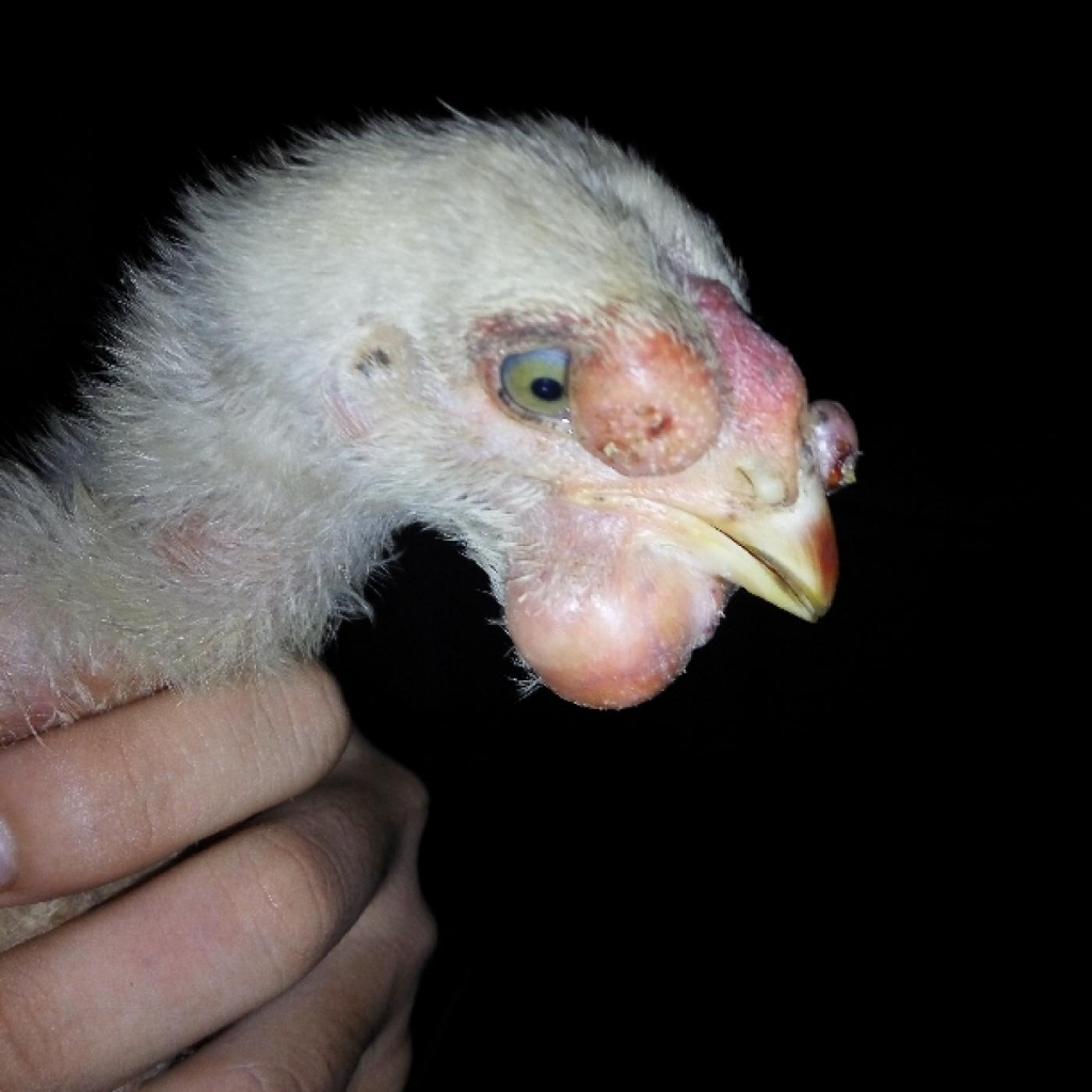 CHICKEN BABY, ÚM GÀ CON SỐ 1