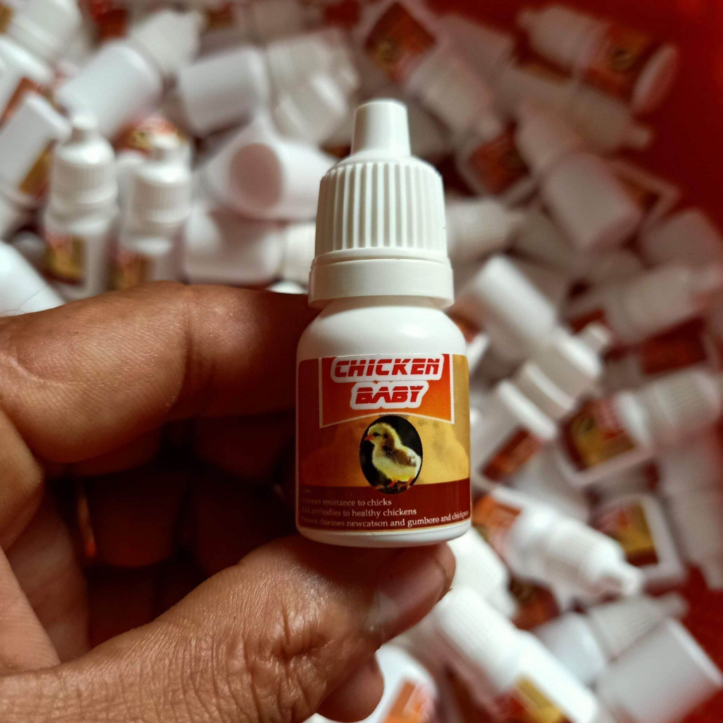 CHICKEN BABY, ÚM GÀ CON SỐ 1