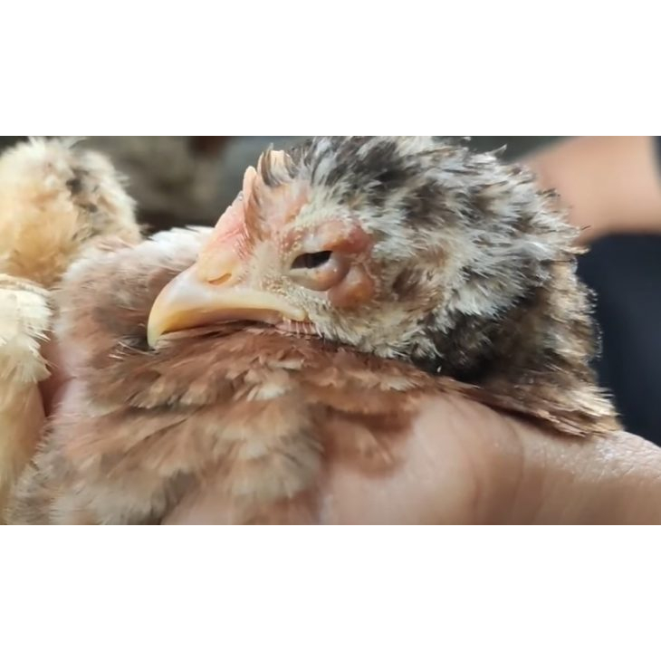 CHICKEN BABY, ÚM GÀ CON SỐ 1