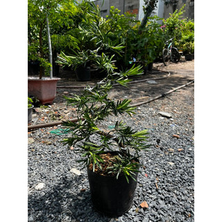 Tùng la hán bonsai dáng đẹp uốn kỹ cao từ 50cm