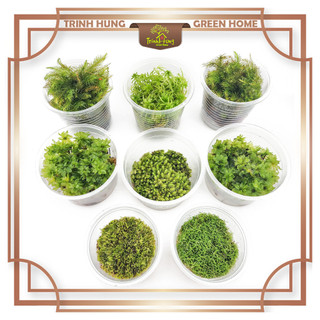 Các loại rêu đẹp setup bán cạn, terrarium, bonsai, trang trí vườn