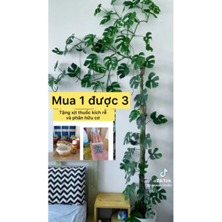 chậu  trầu bà leo cột mon mini tặng như ảnh rồng xanh, trầu bà cánh én vàng, cung đàn, môn thiên đường