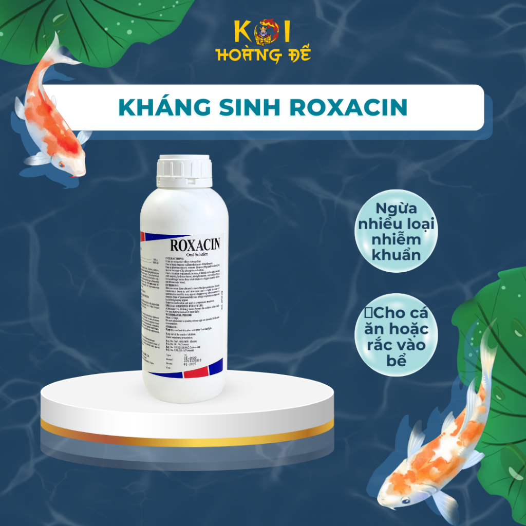 Roxacin chống nhiemkhuan cho cá Koi