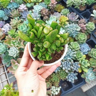 Sen đá ống điếu size trung