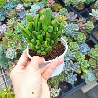 Sen đá ống điếu size trung