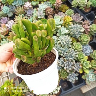 Sen đá ống điếu size trung