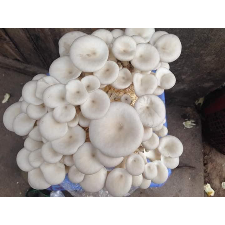 Phôi nấm Sò thái và Bào ngư