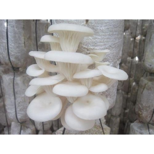 Phôi nấm Sò thái và Bào ngư