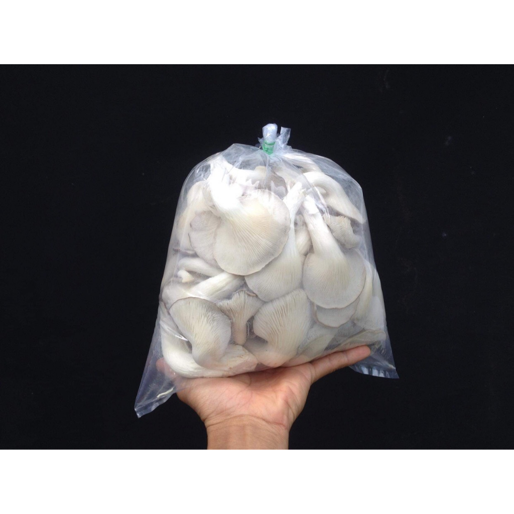 Phôi nấm Sò thái và Bào ngư