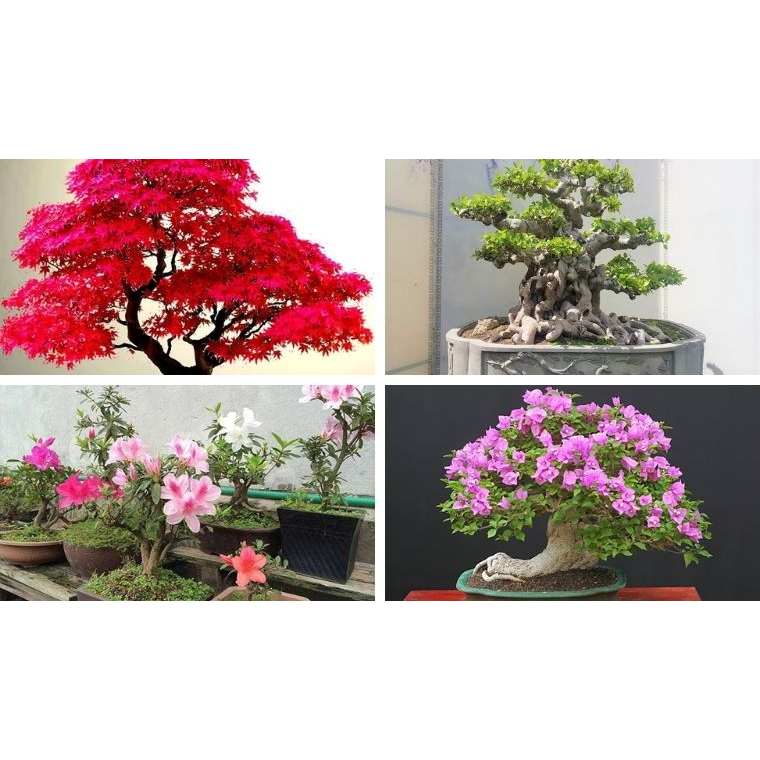 Phân trắng Nhật Bản Magampk 6-40-6-15 kích thích ra rễ, khỏe cây, xanh lá