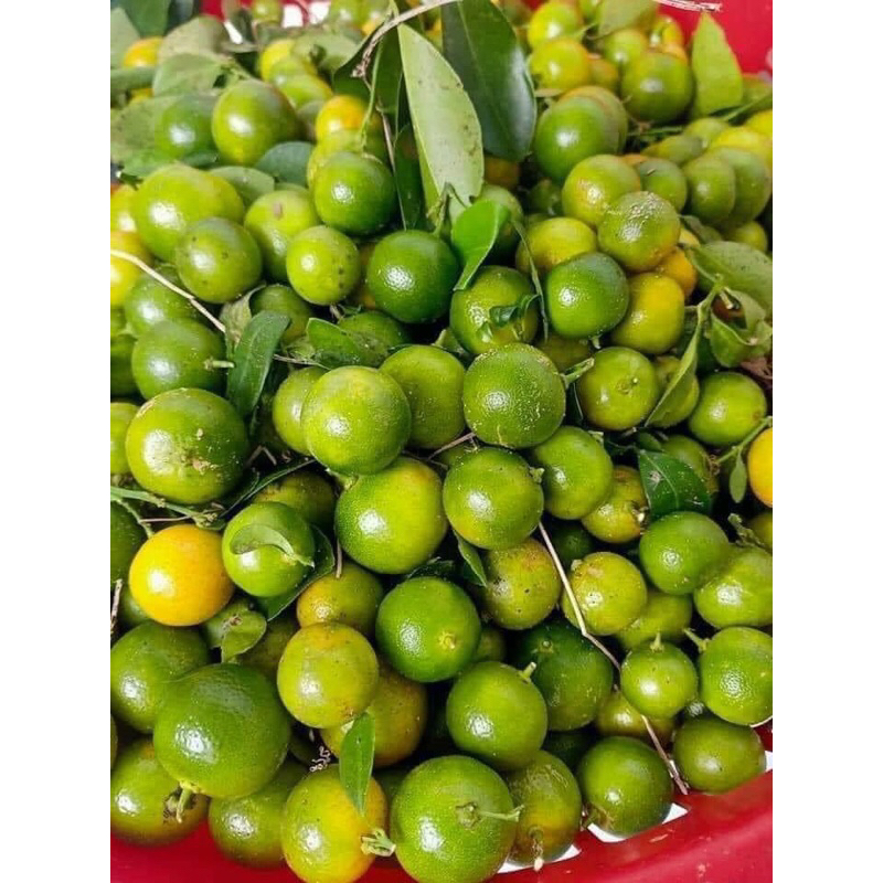 Bánh tráng xâu vò phươi sương kèm tắc 12 gói