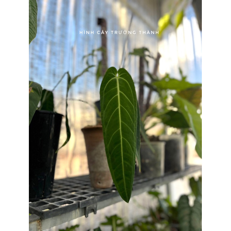 Cây Anthurium Warocqueanum Queen dáng lá rũ dài