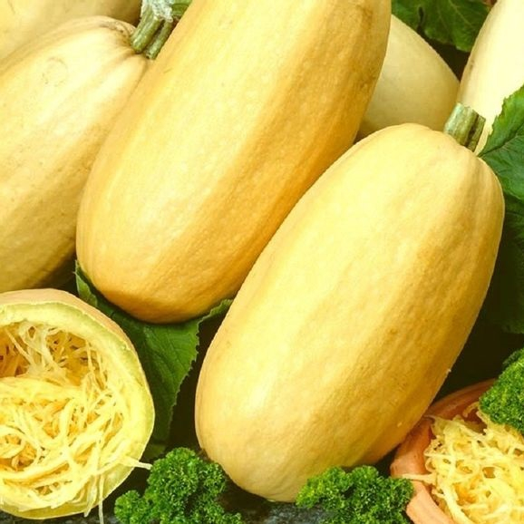 Hạt giống Bí Sợi Mì dẻo thơm ngọt VTP167 | Vạn Tín Store