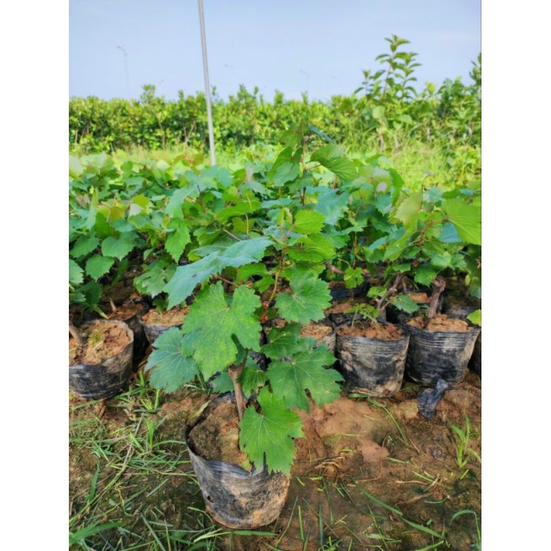 GIỐNG CÂY NHO HẠ ĐEN