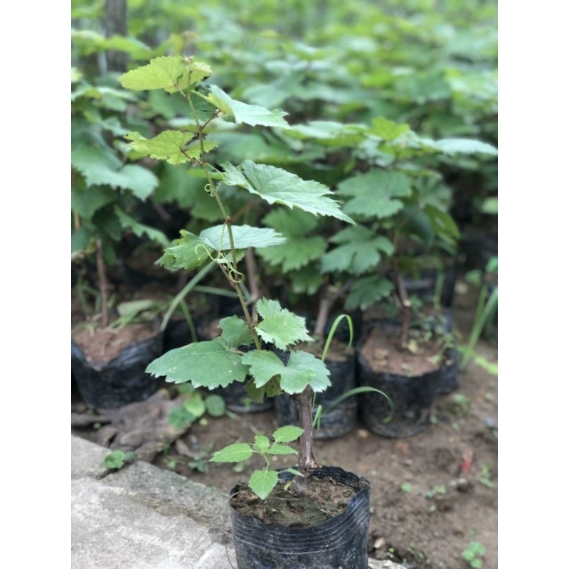 GIỐNG CÂY NHO HẠ ĐEN