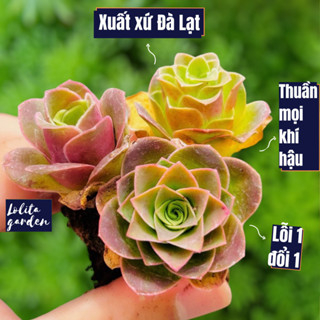 Sen đá hoa hồng xanh Greenovia nhiều đầu Đà Lạt size bé cây cảnh trang trí nhà cửa Lolita garden