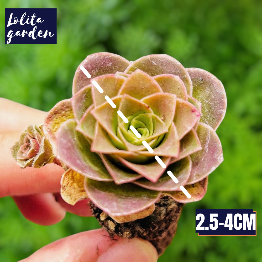 Sen đá hoa hồng xanh Greenovia nhiều đầu Đà Lạt size bé cây cảnh trang trí nhà cửa Lolita garden