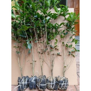 Cây mộc hương ta hoa vàng