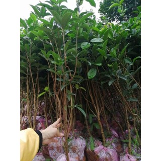 cây mộc hương ta hoa vàng ( cao 80 đến 1m)