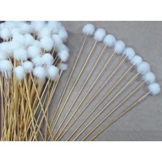 Bông Ngoáy Tai - cây bông ráy tai- bông ngoáy tai xe lỗ tai lông vịt bền chắc ,an toàn khi sử dụng