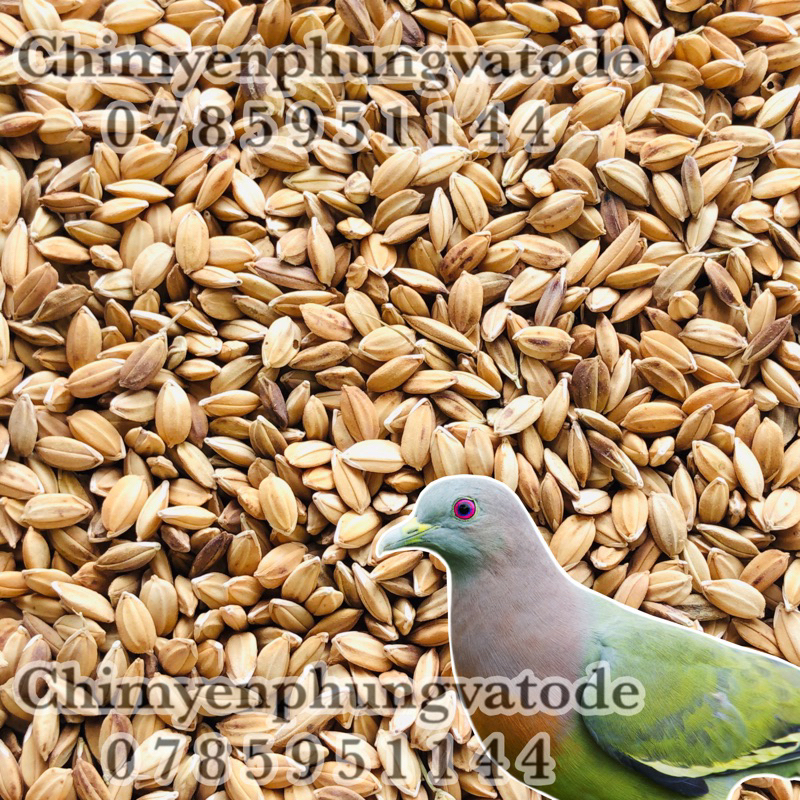 2kg lúa tiêu ruột đỏ, thức ăn: Chim Cảnh • Cu Gáy • Bồ Câu...