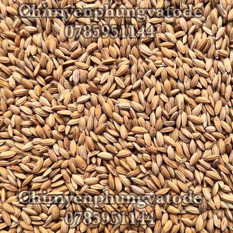 1kg LÚA TIÊU RUỘT ĐỎ - thức ăn: Chim cảnh, Gà kiểng, Cu gáy.