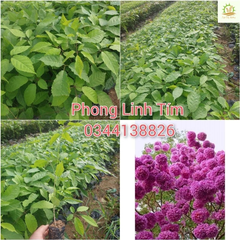 Cây Giống Phong Linh Tím (mua 10 tặng 1)
