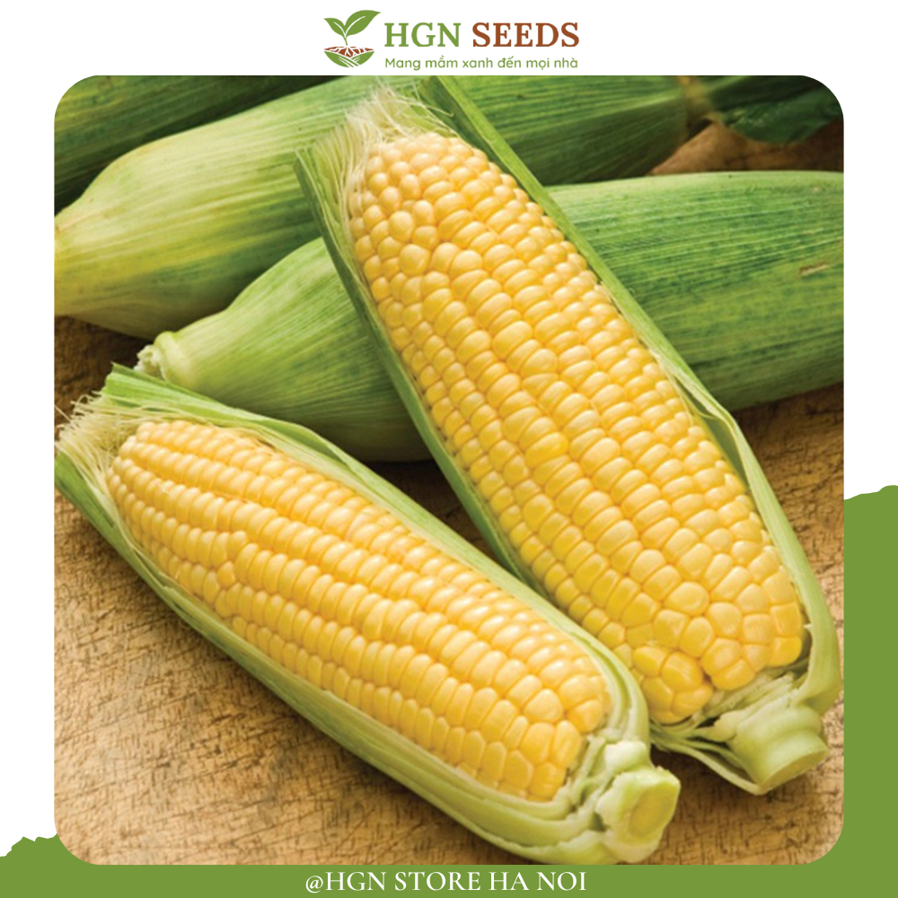 Hạt giống Bắp ngọt Mỹ F1 Thái (Gói 80- 100 hạt )-Tỉ lệ nãy mầm >95%