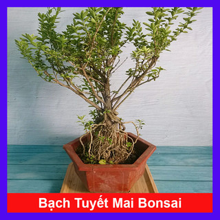 Bạch Tuyết Mai - Cây cảnh Bonsai để bàn