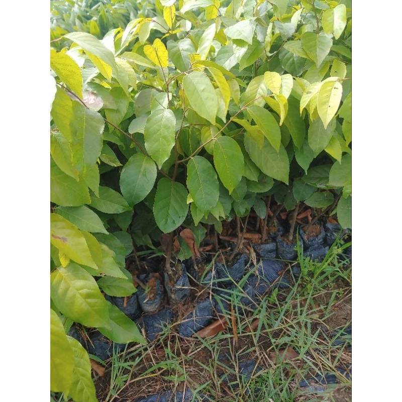 Cây Giống Sao Đen