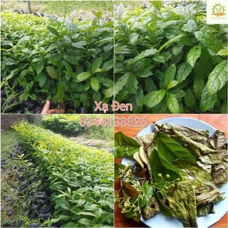 Cây giống xạ đen