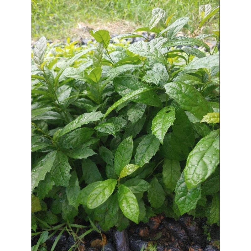 Cây Giống Xạ Đen (mua 10 tặng 1)