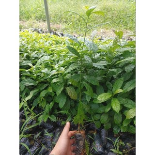 Cây Giống Xạ Đen (mua 10 tặng 1)