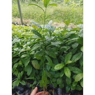 Cây Giống Xạ Đen (mua 10 tặng 1)