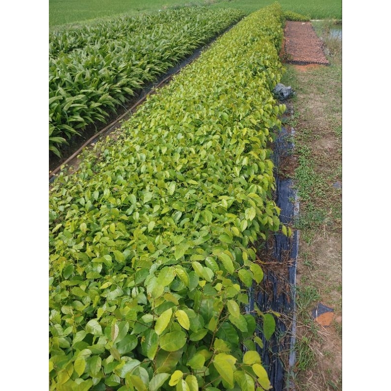 Cây Giống Sao Đen