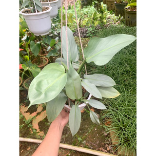 Cây trầu bà kiếm bạc - Philodendron Hastatum