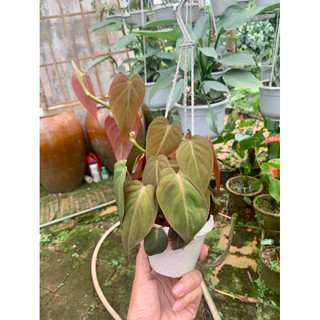 Trầu bà micans - philodendron micans