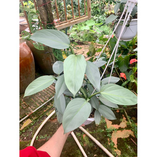 Cây trầu bà kiếm bạc - Philodendron Hastatum