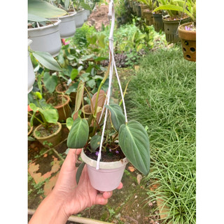 Trầu bà micans - philodendron micans